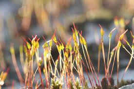 Attēlu rezultāti vaicājumam “Ceratodon purpureus”