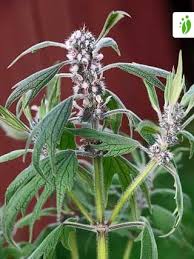 Attēlu rezultāti vaicājumam “Leonurus cardiaca flower”