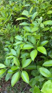 Attēlu rezultāti vaicājumam “Hymenostylium recurvirostrum macro”