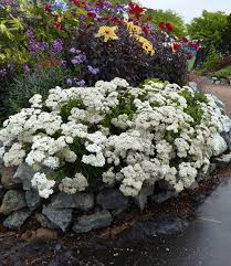 Attēlu rezultāti vaicājumam “Achillea millefolium”