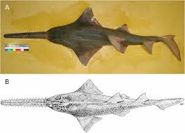 Image result for Pristis pristis