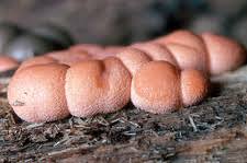 Attēlu rezultāti vaicājumam “Lycogala confusum”