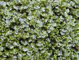 Attēlu rezultāti vaicājumam “Aneura pinguis”