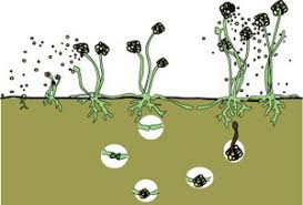 Attēlu rezultāti vaicājumam “Hygroamblystegium humile sporophyte”