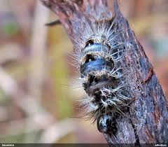 Attēlu rezultāti vaicājumam “Epirranthis diversata imago”