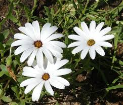 Image result for Dimorphotheca pluvialis