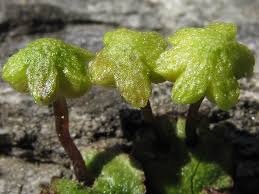 Attēlu rezultāti vaicājumam “Reboulia hemisphaerica”