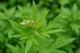 Attēlu rezultāti vaicājumam “Artemisia vulgaris bud”