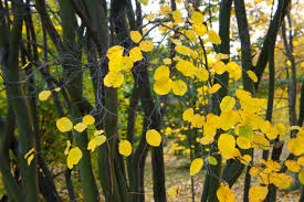 Attēlu rezultāti vaicājumam “Amelanchier spicata flower”