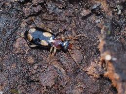 Attēlu rezultāti vaicājumam “Dromius quadrimaculatus”