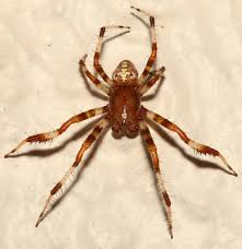 Attēlu rezultāti vaicājumam “Araneus marmoreus”