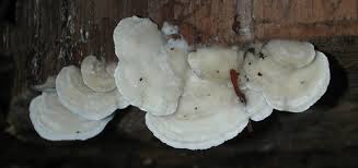 Attēlu rezultāti vaicājumam “Gloeoporus dichrous”