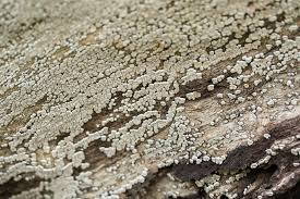 Attēlu rezultāti vaicājumam “Xylobolus frustulatus”