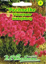 Image result for Pechnelke