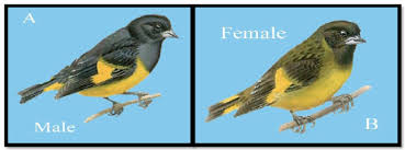 Attēlu rezultāti vaicājumam “Carduelis spinus male”