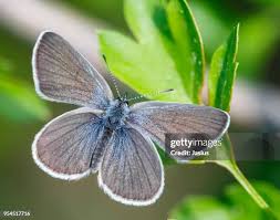 Attēlu rezultāti vaicājumam “Cupido minimus”