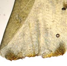 Attēlu rezultāti vaicājumam “Rhytidiadelphus squarrosus”