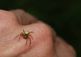 Attēlu rezultāti vaicājumam “Araniella male”