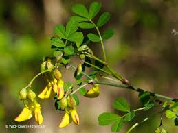 Image result for Colutea arborescens