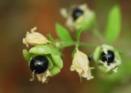 Attēlu rezultāti vaicājumam “Silene baccifera fruit”
