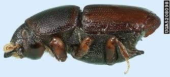 Attēlu rezultāti vaicājumam “Scolytus scolytus, Scolytus multistriatus”