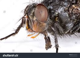 Attēlu rezultāti vaicājumam “Musca domestica”