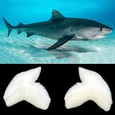 Image result for Galeocerdo cuvier