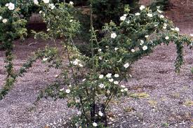 Attēlu rezultāti vaicājumam “Cribraria rubiginosa”