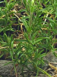 Attēlu rezultāti vaicājumam “Cerastium arvense”