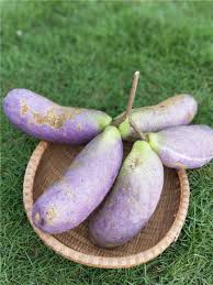 Attēlu rezultāti vaicājumam “Cinna latifolia fruit”