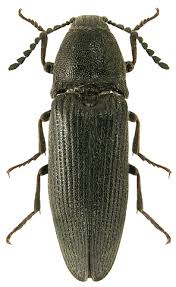 Attēlu rezultāti vaicājumam “Melanotus sp.”