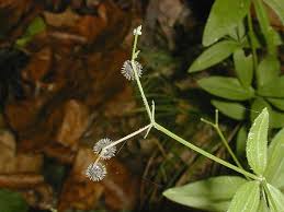 Attēlu rezultāti vaicājumam “Lycogala maculatum sessile”