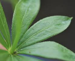 Attēlu rezultāti vaicājumam “Galium rivale leaf”