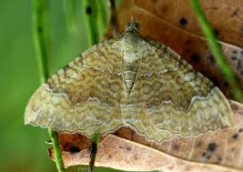 Attēlu rezultāti vaicājumam “Camptogramma bilineata”