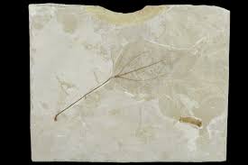 Attēlu rezultāti vaicājumam “Populus x petrowskyana leaf”