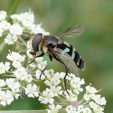 Attēlu rezultāti vaicājumam “Didea alneti”