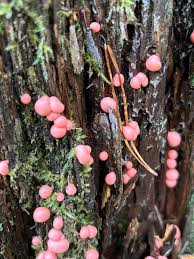 Attēlu rezultāti vaicājumam “Lycogala irregulare”