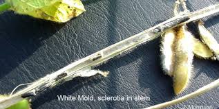 Attēlu rezultāti vaicājumam “Stemonitis marjana stalked”