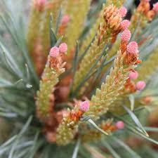 Attēlu rezultāti vaicājumam “Pinus sylvestris male flower”