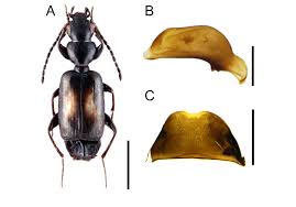 Attēlu rezultāti vaicājumam “Tachyta nana”