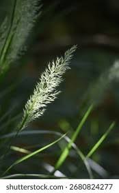 Attēlu rezultāti vaicājumam “Calamagrostis arundinacea”