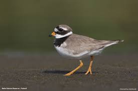Attēlu rezultāti vaicājumam “Charadrius hiaticula”