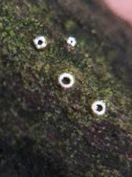 Attēlu rezultāti vaicājumam “Stictis”