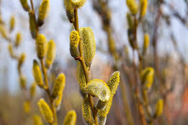 Attēlu rezultāti vaicājumam “Salix aurita flower”