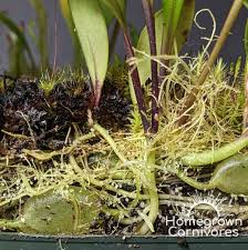 Attēlu rezultāti vaicājumam “Trichia alpina young”