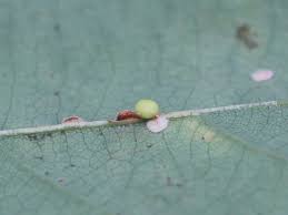 Attēlu rezultāti vaicājumam “Neuroterus albipes”