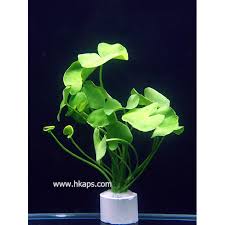 「香菇草」的圖片搜尋結果