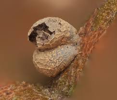 Attēlu rezultāti vaicājumam “Diderma hemisphaericum young”