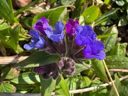 Attēlu rezultāti vaicājumam “Pulmonaria angustifolia fruit”