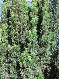 Attēlu rezultāti vaicājumam “Taxus”